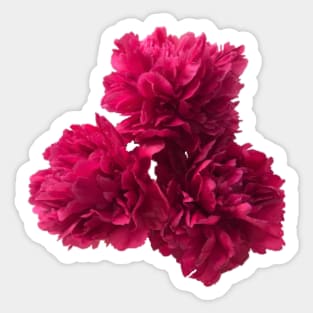 Hot Pink Peony Trio Close-up Sticker